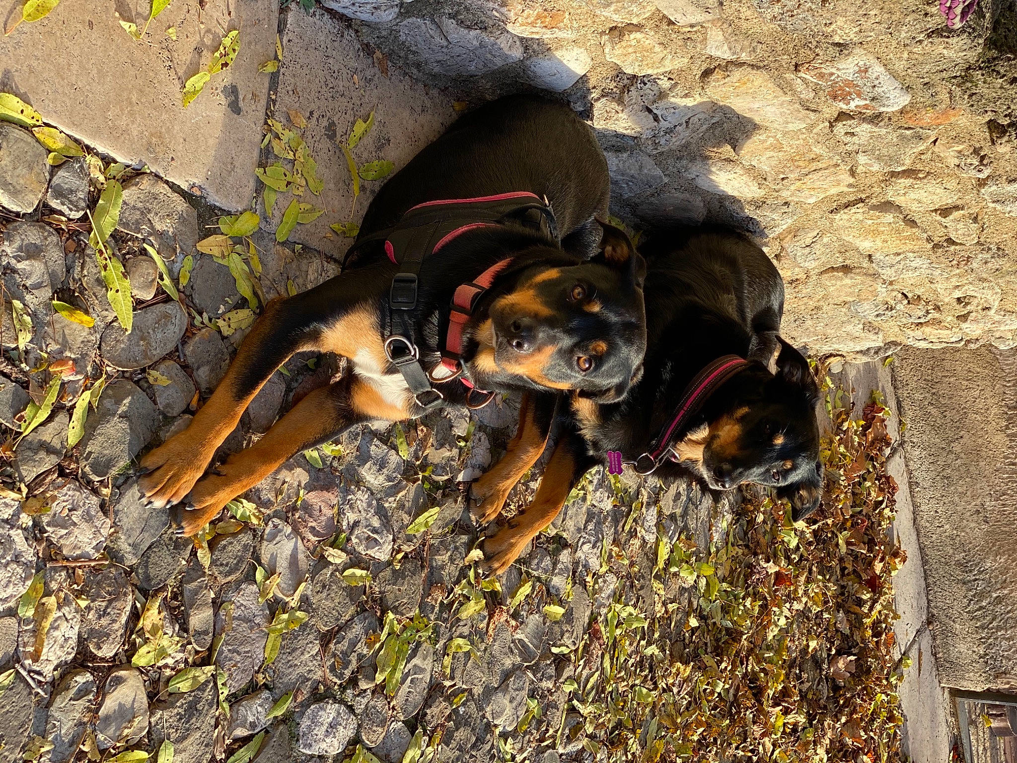 Hanoï a rejoint le concours — aidez-le/la à gagner de superbes lots ! black_and_tan_coonhound, canidae, carnivore, dog, dog_breed, fawn, hunting_dog, puppy, rottweiler, sporting_group, transylvanian_hound