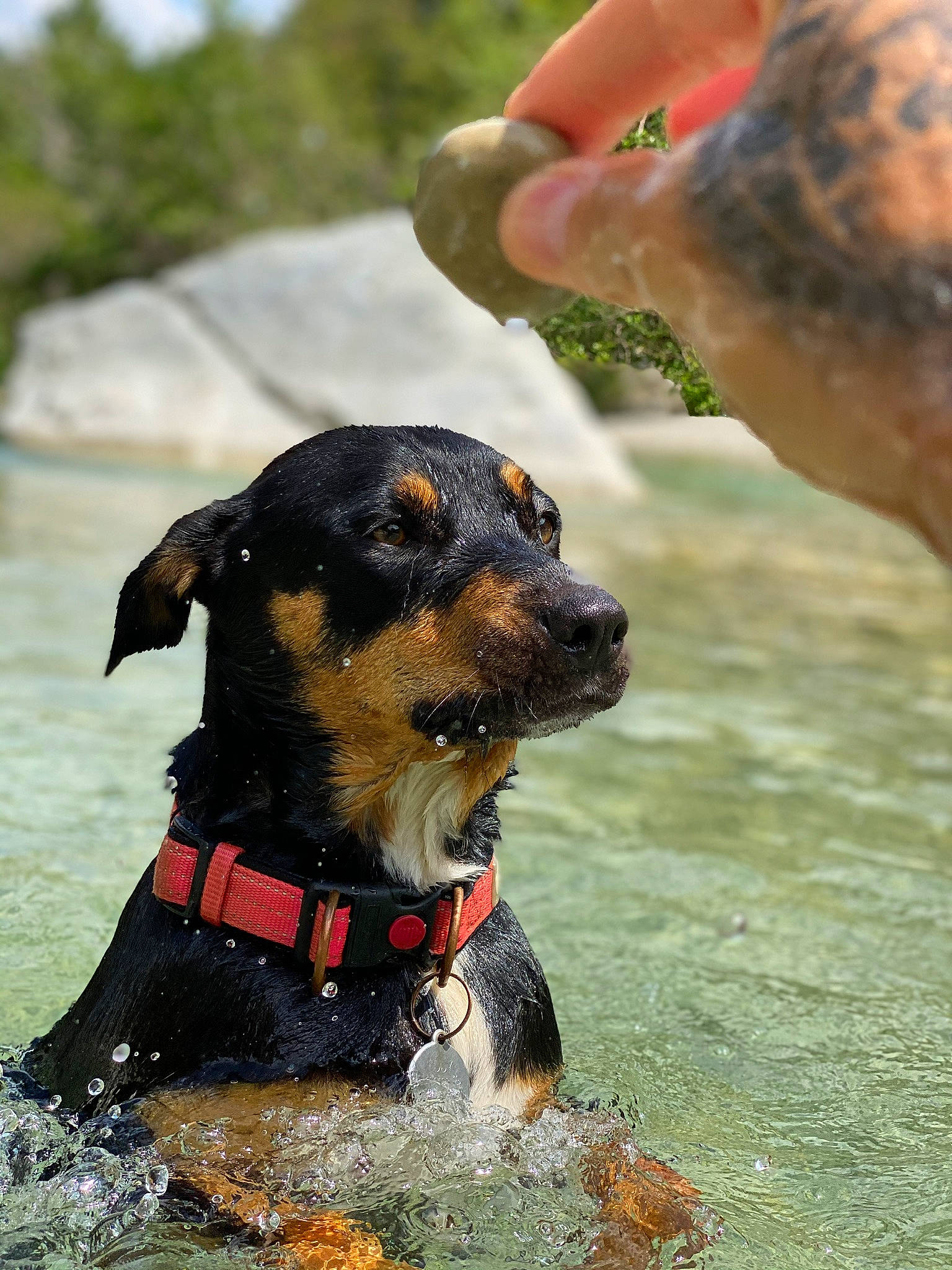 Hanoï participe au concours pour gagner de l'argent avec cette photo : black_and_tan_terrier, canidae, carnivore, dog, dog_breed, german_pinscher, huntaway, hunting_dog, jagdterrier, miniature_pinscher, puppy, rare_breed_dog, rottweiler, terrier, working_dog