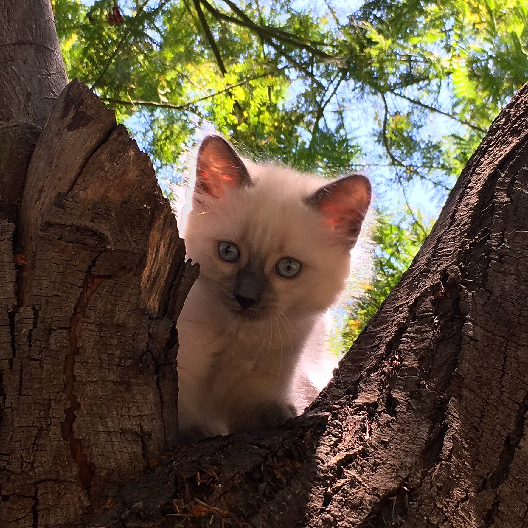 Petit Loup a rejoint le concours — aidez-le/la à gagner de superbes lots ! asian, balinese, carnivore, cat, domestic_short_haired_cat, eye, fawn, felidae, german_rex, iris, kitten, mammal, ojos_azules, plant, ragdoll, small_to_medium_sized_cats, thai, tree, vertebrate, whiskers
