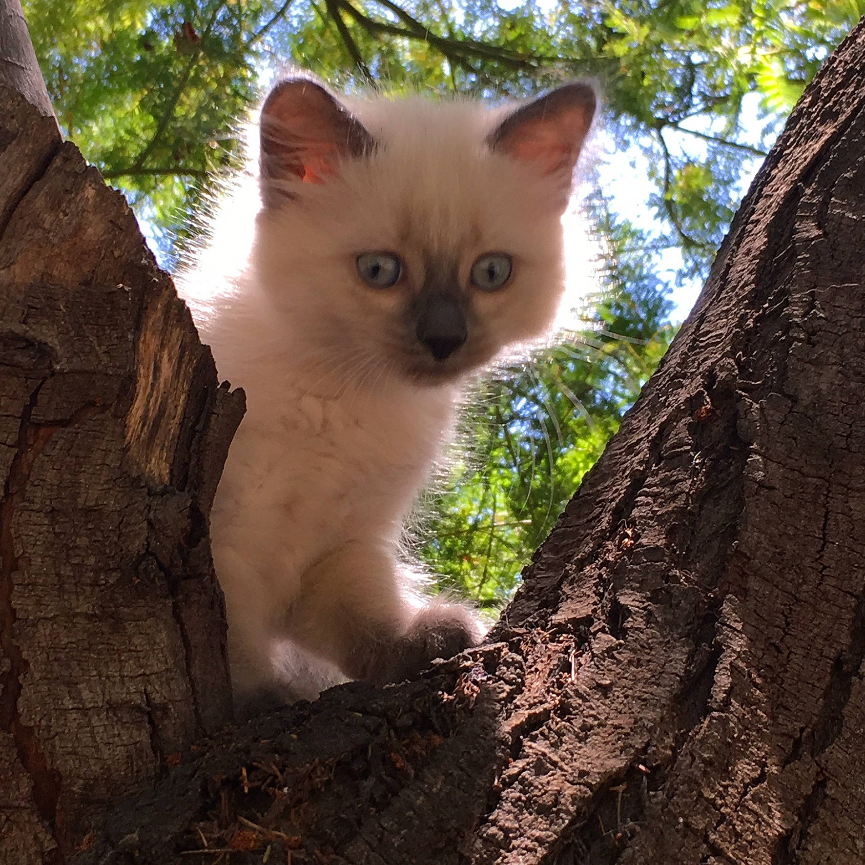 Petit Loup participe au concours pour gagner de l'argent avec cette photo : asian, carnivore, cat, domestic_short_haired_cat, eye, fawn, felidae, fur, german_rex, iris, kitten, mammal, ojos_azules, plant, ragdoll, small_to_medium_sized_cats, tree, vertebrate, whiskers