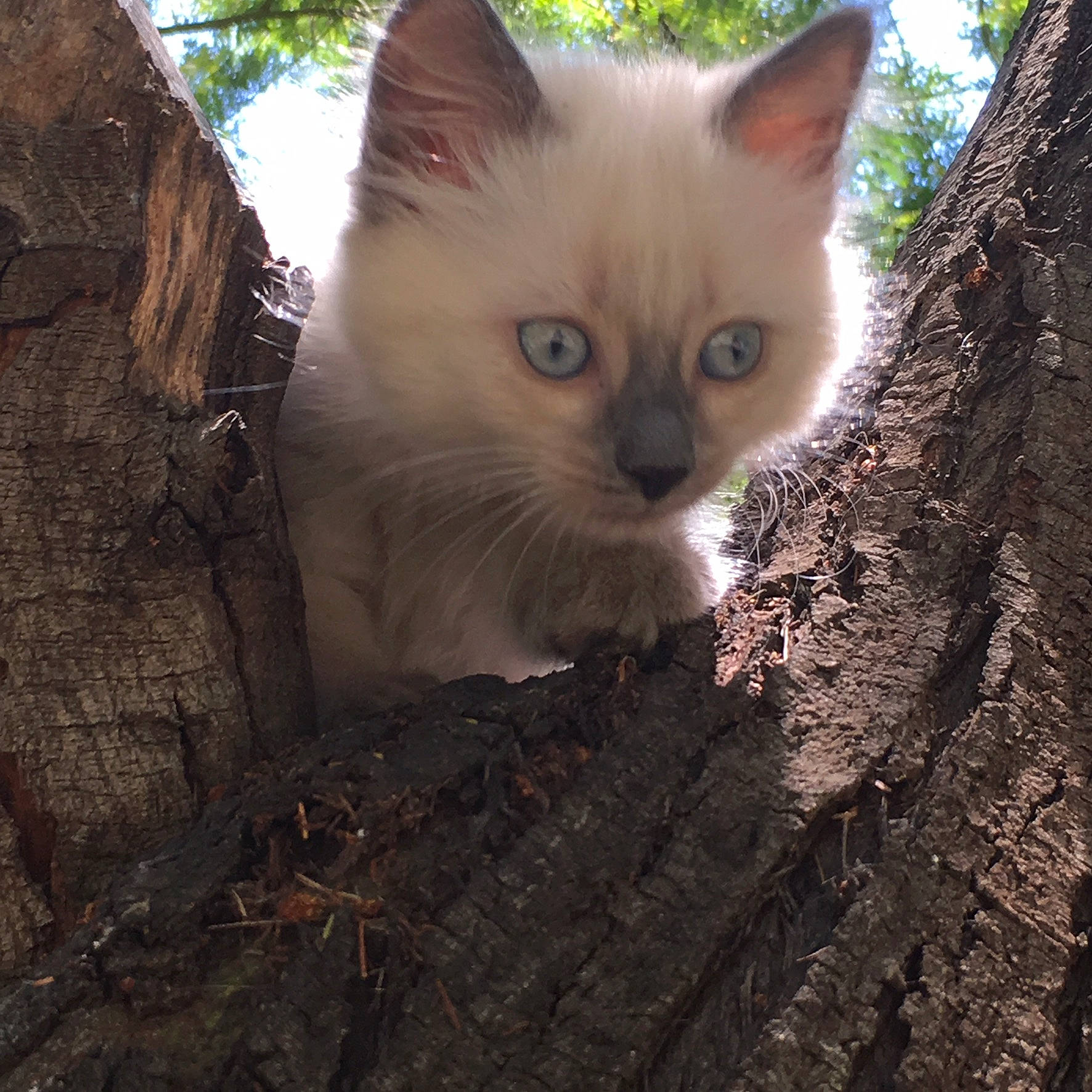 Petit Loup a rejoint le concours — aidez-le/la à gagner de superbes lots ! aegean_cat, asian, carnivore, cat, domestic_short_haired_cat, european_shorthair, eye, fawn, felidae, german_rex, iris, mammal, ojos_azules, plant, ragdoll, small_to_medium_sized_cats, tree, trunk, whiskers, wildlife