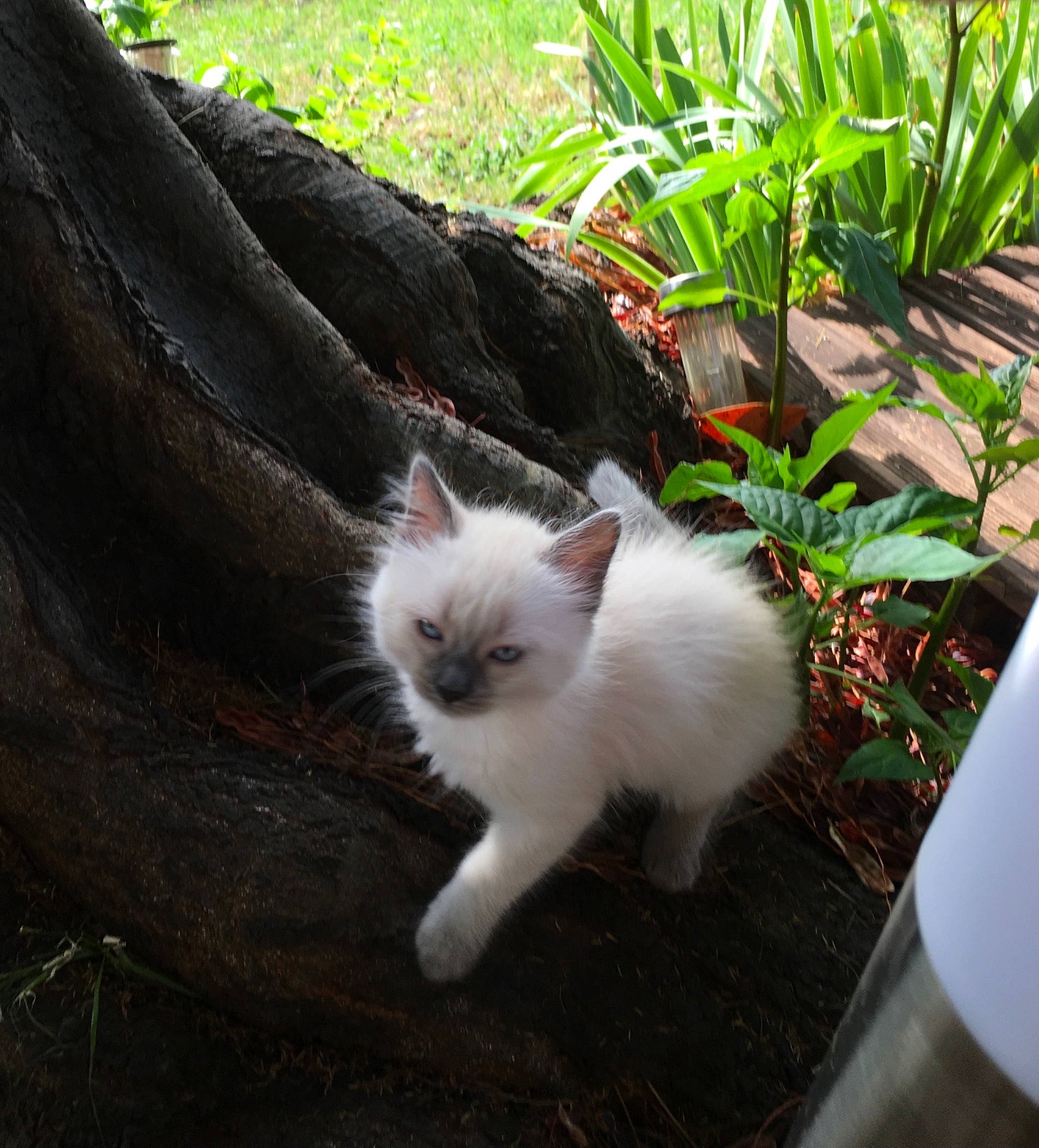 Petit Loup participe au concours pour gagner de l'argent avec cette photo : aegean_cat, asian, carnivore, cat, domestic_short_haired_cat, felidae, kitten, mammal, polydactyl_cat, ragamuffin, ragdoll, small_to_medium_sized_cats, tail, turkish_angora, turkish_van, whiskers