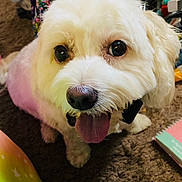 Lulu Hay is registered to the contest to win money with this photo: animal, carpet, close_up, colorful_background, companion, cute, dog, domestic, fluffy, friendly, fur, happy, household, indoor, looking_up, pet, playful, small_dog, tongue_out, white_dog