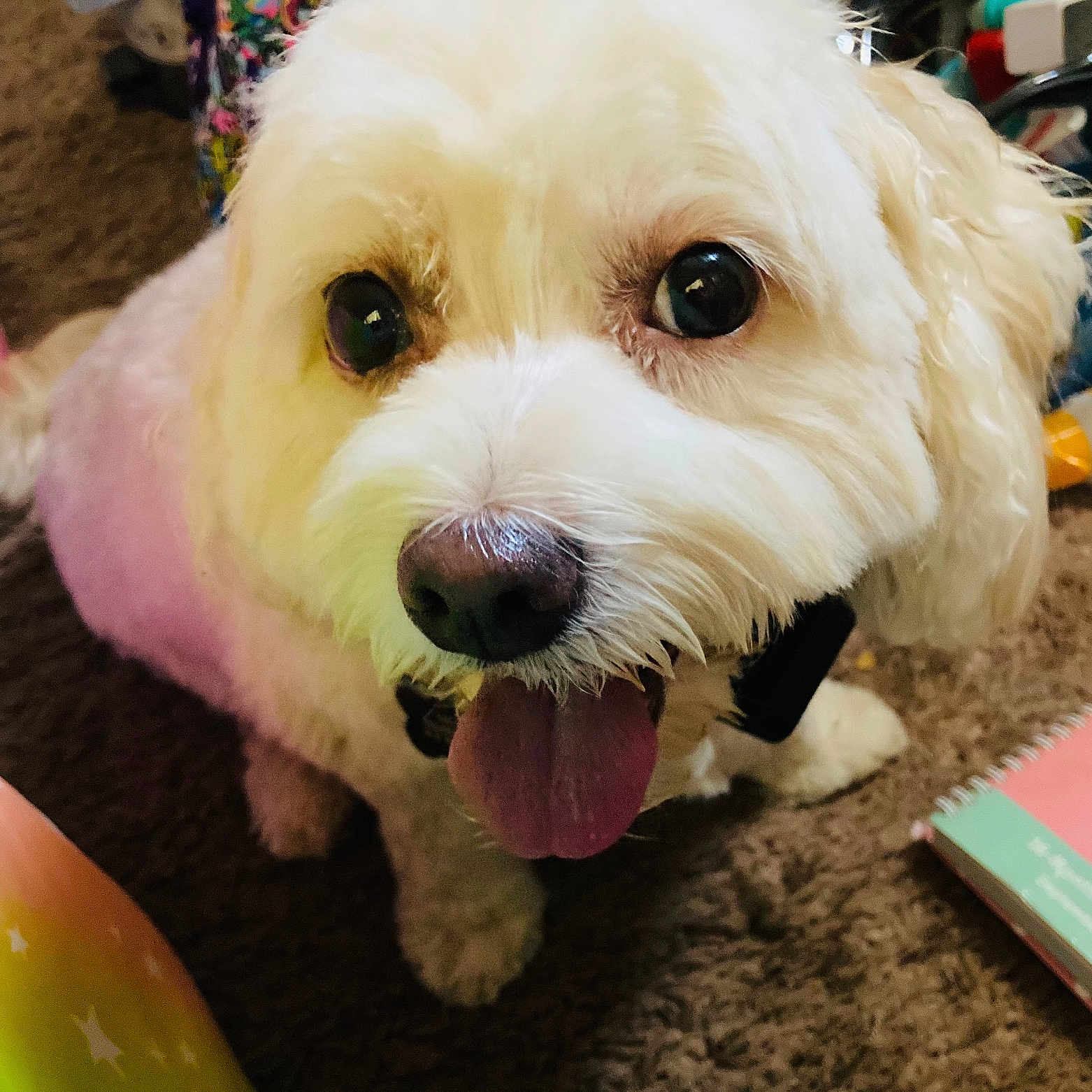 Lulu Hay