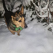 Shmoo is registered to the contest to win money with this photo: alert, animal, bushes, canine, cold, dog, flash, frozen, fur, green_bow_tie, landscape, mammal, nature, night, outdoor, pet, snow, walk, winter, winter_clothing