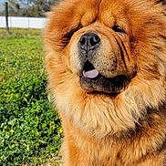 Buddha joined the competition — help win amazing prizes! animal, brown, canine, chow_chow, closeup, daytime, dog, fluffy, friendly, fur, grass, mane, muzzle, nature, outdoor, pet, portrait, sitting, sunny, tongue