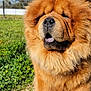 animal, brown, canine, chow_chow, closeup, daytime, dog, fluffy, friendly, fur, grass, mane, muzzle, nature, outdoor, pet, portrait, sitting, sunny, tongue