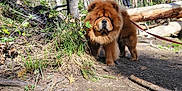 Buddha joined the competition — help win amazing prizes! animal, bark, canine, chow_chow, daylight, dog, forest, fur, grass, ground, leaf, leash, log, nature, outdoor, pet, sunlight, trail, tree, walking