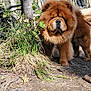 animal, bark, canine, chow_chow, daylight, dog, forest, fur, grass, ground, leaf, leash, log, nature, outdoor, pet, sunlight, trail, tree, walking