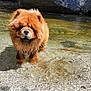 animal, animal_portrait, brown_fur, canine, chow_chow, dog, forest, furry, nature, outdoor, pet, river, rock, shallow_water, standing, stream, sunlight, tongue, water, wildlife