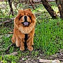 animal, branch, canine, chow_chow, dog, forest, fur, grass, ground, happy, leaf, mane, nature, outdoor, pet, sitting, sunlight, tongue_out, trees, wood