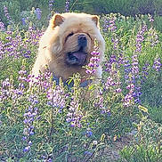 Nella joined the competition — help win amazing prizes! animal, calm, chow_chow, daytime, dog, flower_field, fluffy, fur, grass, greenery, nature, outdoor, pet, plants, purple_flowers, scenic, sitting, summer, sunlight, wildflowers