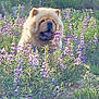 animal, calm, chow_chow, daytime, dog, flower_field, fluffy, fur, grass, greenery, nature, outdoor, pet, plants, purple_flowers, scenic, sitting, summer, sunlight, wildflowers