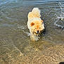 Nella is registered to the contest to win money with this photo: animal, beach, canine, cream_color, daytime, dog, fluffy, happy, nature, outdoor, pet, playful, ripples, shallow_water, shore, splashing, summer, sunny, water, wet