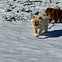 Nella joined the competition — help win amazing prizes! animal, canine, chow_chow, cold, daylight, dog, fluffy, fur, grass, leash, mammal, nature, outdoor, park, pet, playful, snow, two_dogs, walking, winter