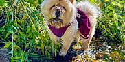 Nella joined the competition — help win amazing prizes! animal, bright, canine, chow_chow, creek, dog, fluffy, fur, greenery, nature, outdoor, pet, plants, purple_dress, rocks, standing, stream, summer, sunlight, water