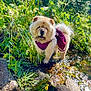 animal, bright, canine, chow_chow, creek, dog, fluffy, fur, greenery, nature, outdoor, pet, plants, purple_dress, rocks, standing, stream, summer, sunlight, water
