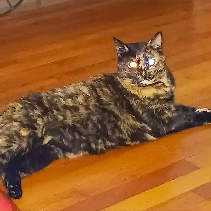 Nova is registered to the contest to win money with this photo: animal, brasssection, cat, chart, egyptiancat, hardwood, horn, indoors, interiordesign, kitten, manx, measurements, musicalinstrument, number, pet, plot, plywood, stainedwood, text, wood