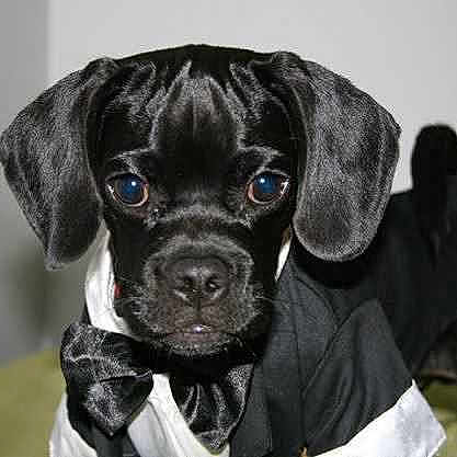 Chopper is registered to the contest to win money with this photo: