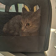 Jinx Donahue joined the competition — help win amazing prizes! animal, background, cage, carrier, cat, close_up, container, curious, eye, face, feline, fur, indoor, indoor_lighting, light, mesh, metallic_surface, pet, soft_focus, whiskers