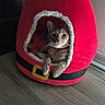 Jinx Donahue is registered to the contest to win money with this photo: animal, cat, collar, cozy, curious, cute, decor, feline, furry, holiday, home, indoor, paws, pet, pet_bed, red, resting, santa_hat, soft, wooden_floor