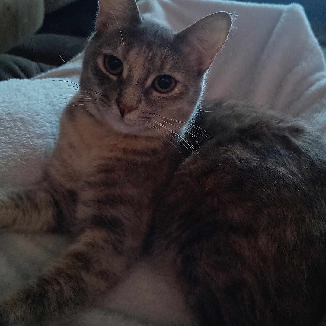 Jinx Donahue is registered to the contest to win money with this photo: animal, blanket, cat, couch, cozy, curious, domestic_animal, ears, eyes, feline, fur, home, indoor, living_room, pet, resting, soft_lighting, tabby_cat, table, whiskers
