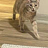 Jinx Donahue is registered to the contest to win money with this photo: animal, carpet, cat, curious, domestic, feline, flooring, home, indoor, light, mammal, mouth_open, paw, pet, playful, shadow, walking, wall, wooden_floor, young_cat