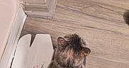 Jinx Donahue is registered to the contest to win money with this photo: animal, back_view, brown_cat, cardboard_box, cat, corner, cozy, domestic, feline, floor, flooring, household, indoor, pet, rug, sitting, small_box, striped_tail, tabby, wooden_floor