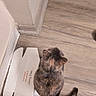 animal, back_view, brown_cat, cardboard_box, cat, corner, cozy, domestic, feline, floor, flooring, household, indoor, pet, rug, sitting, small_box, striped_tail, tabby, wooden_floor