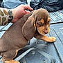 Jethro Buckwheat is registered to the contest to win money with this photo: puppy, dog, dachshund, brown_coat, floppy_ears, ear, paw, snout, person_hand, watch, truck_bed, pickup_truck, metal_surface, black_garbage_bag, trash_bag, outdoor, close_up, pet, young_animal, sitting
