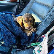 Jethro Buckwheat is registered to the contest to win money with this photo: dog, puppy, brown_puppy, car_interior, car_seat, leather_seat, blue_blanket, blanket, paws, leash, bag, patterned_bag, sunlight, window, seatbelt, cozy, travel, portrait, nose, eyes