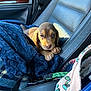 bag, blanket, blue_blanket, brown_puppy, car_interior, car_seat, cozy, dog, eyes, leash, leather_seat, nose, patterned_bag, paws, portrait, puppy, seatbelt, sunlight, travel, window