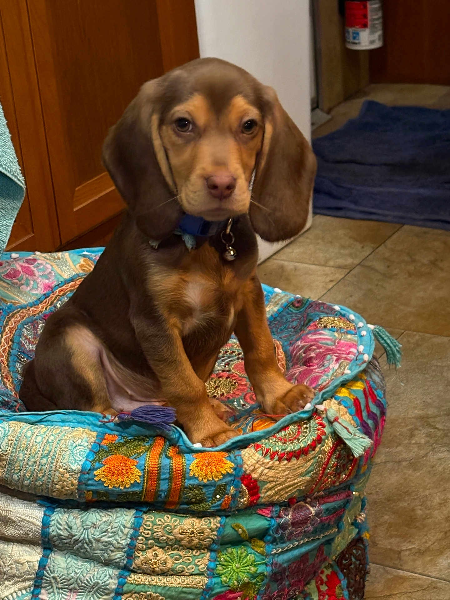 Jethro Buckwheat joined the competition — help win amazing prizes! dog, puppy, pet, brown_fur, floppy_ears, collar, bell, colorful_bed, embroidered_bed, indoor, kitchen, tiled_floor, towel, cabinet, sitting, portrait, curious, paws, fabric_pattern, cute