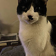 Ruby is registered to the contest to win money with this photo: cat, black_and_white, indoor, pet, animal, feline, close_up, sitting, fur, whiskers, nose, ears, face, eye, domestic_cat, cute, portrait, furniture, home, cozy