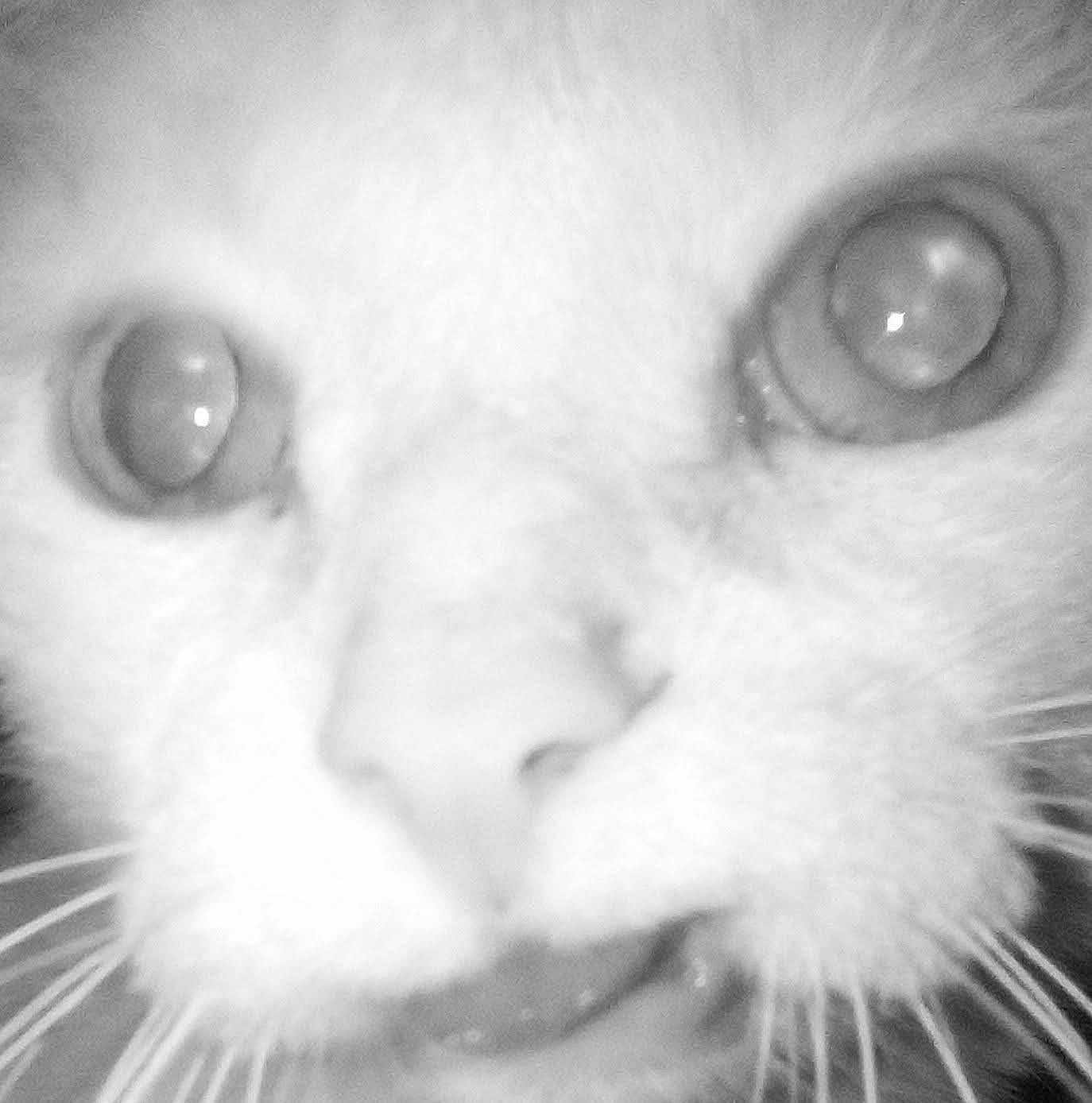 Giedien joined the competition — help win amazing prizes! cat, close_up, face, whiskers, eyes, nose, black_and_white, pet, animal, feline, macro, portrait, fur, texture, muzzle, focus, intense, monochrome, wildlife, nature