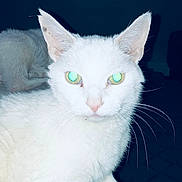 Giedien joined the competition — help win amazing prizes! animal, cat, closeup, cute, domestic_animal, ears, eyes, face, feline, flash, fur, indoor, looking, mammal, night, pet, portrait, sitting, whiskers, white_cat