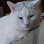 armrest, bored_expression, cat, close_up, couch, domestic_animal, ears, face, fur, furniture, home_interior, indoor, nose, pet, portrait, relaxed, sleepy, soft_lighting, whiskers, white_cat