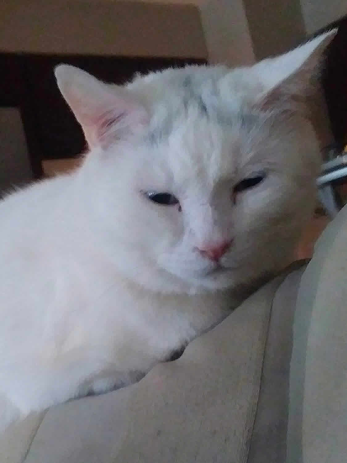 Panda joined the competition — help win amazing prizes! cat, white_cat, pet, sleepy, close_up, indoor, couch, furniture, face, whiskers, ears, fur, nose, portrait, domestic_animal, relaxed, soft_lighting, bored_expression, home_interior, armrest