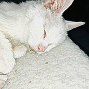 Tickles is registered to the contest to win money with this photo: cat, sleeping, white_cat, close_up, pet, fur, whiskers, nose, relaxation, indoors, animal, mammal, cute, peaceful, resting, face, soft, texture, pink_nose, quiet