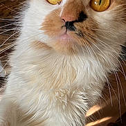 Babie is registered to the contest to win money with this photo: cat, close_up, fluffy_fur, golden_eyes, whiskers, curious, indoor, pet, animal, feline, orange_and_white, portrait, soft_light, detailed, cute, fur_texture, looking_up, domestic_cat, whisker_detail, bright_eyes