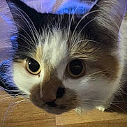 Baby joined the competition — help win amazing prizes! cat, animal, pet, whiskers, curious, closeup, floor, wooden_floor, indoor, fur, face, eyes, cute, mammal, domestic_animal, portrait, feline, nose, head, close_up