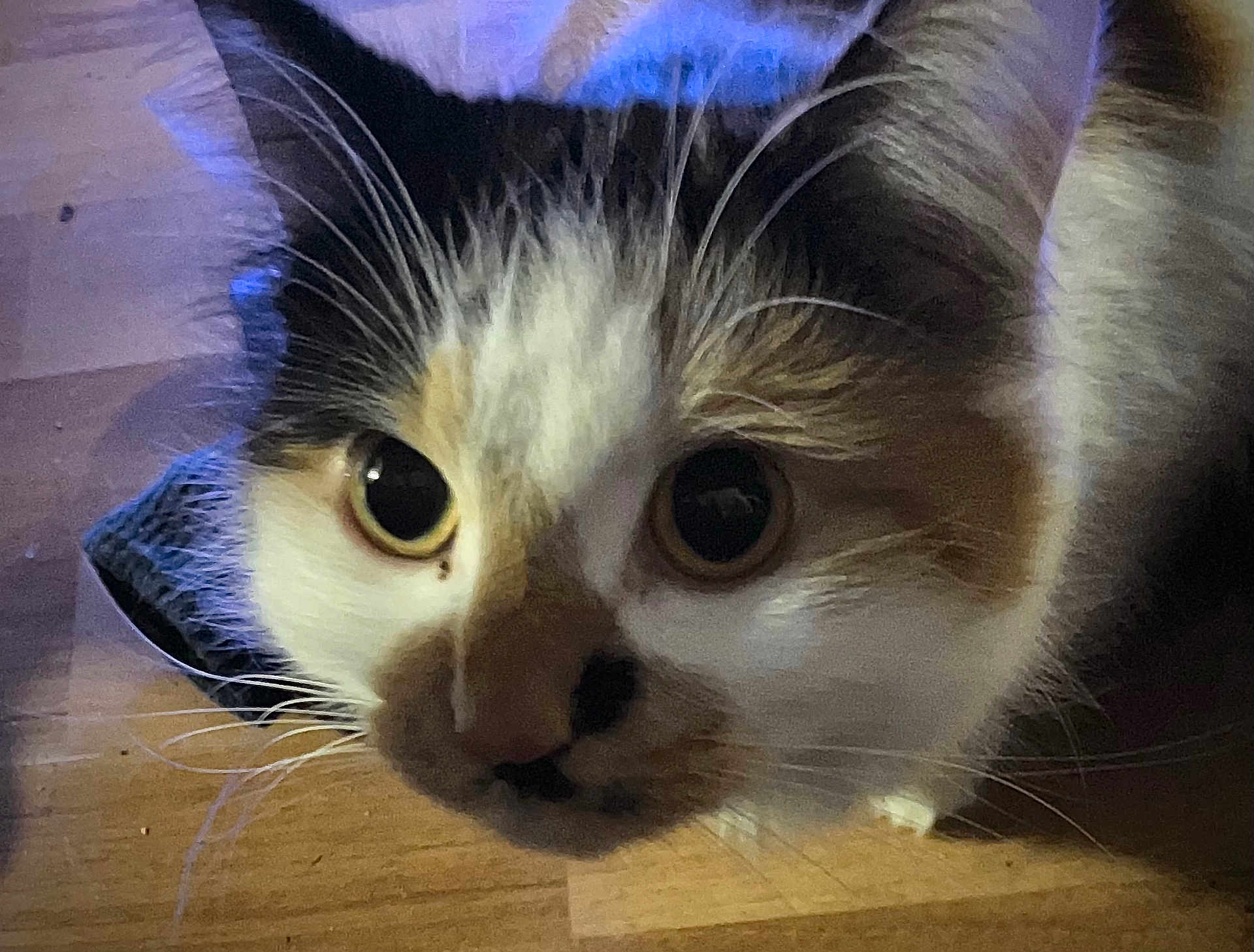 Baby joined the competition — help win amazing prizes! cat, animal, pet, whiskers, curious, closeup, floor, wooden_floor, indoor, fur, face, eyes, cute, mammal, domestic_animal, portrait, feline, nose, head, close_up