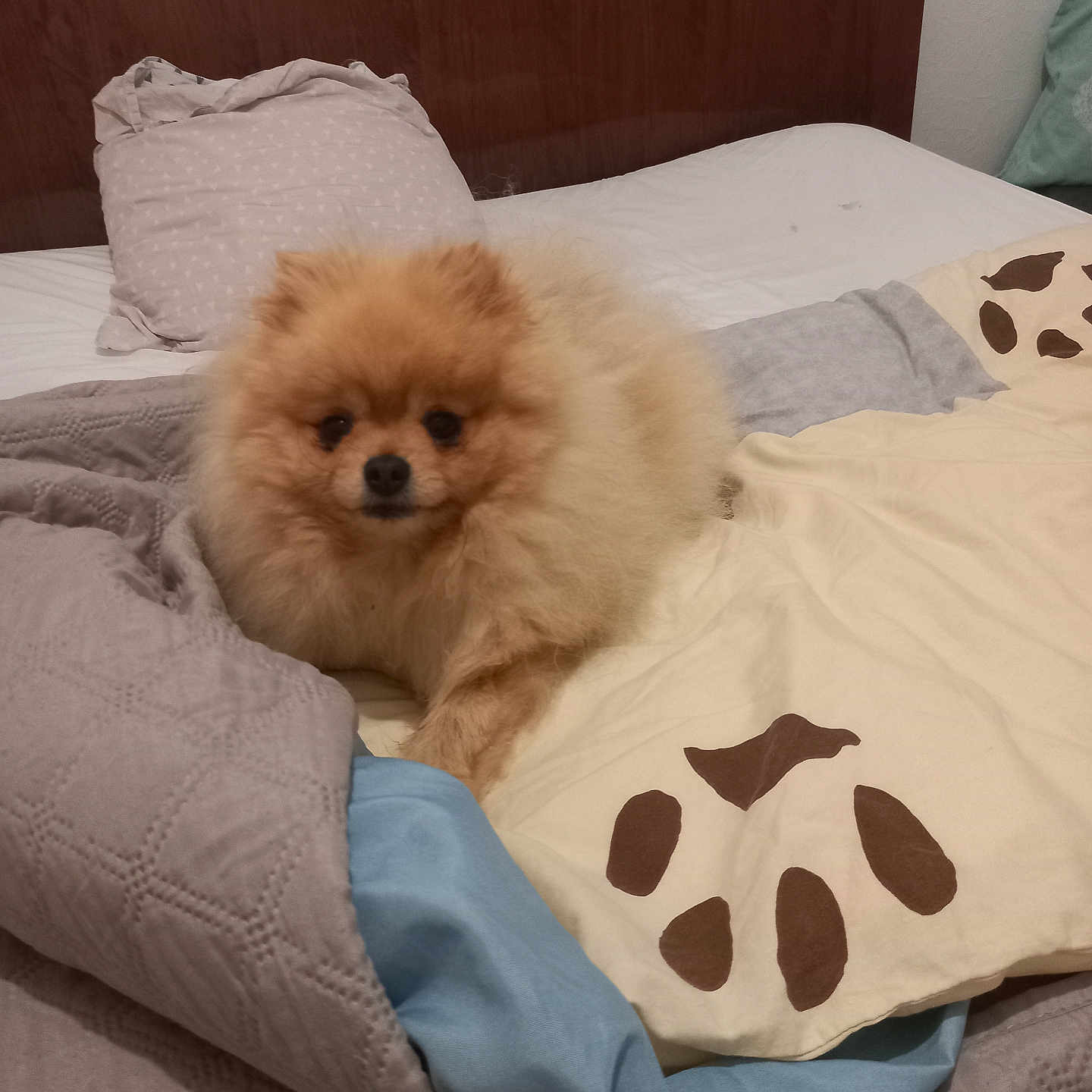 Youyou a rejoint le concours — aidez-le/la à gagner de superbes lots ! animal, bed, blanket, brown, comfortable, cozy, cute, dog, domestic, fabric, fur, indoor, laying_down, pet, pillow, pomeranian, resting, small_dog, white_bed, wooden_headboard