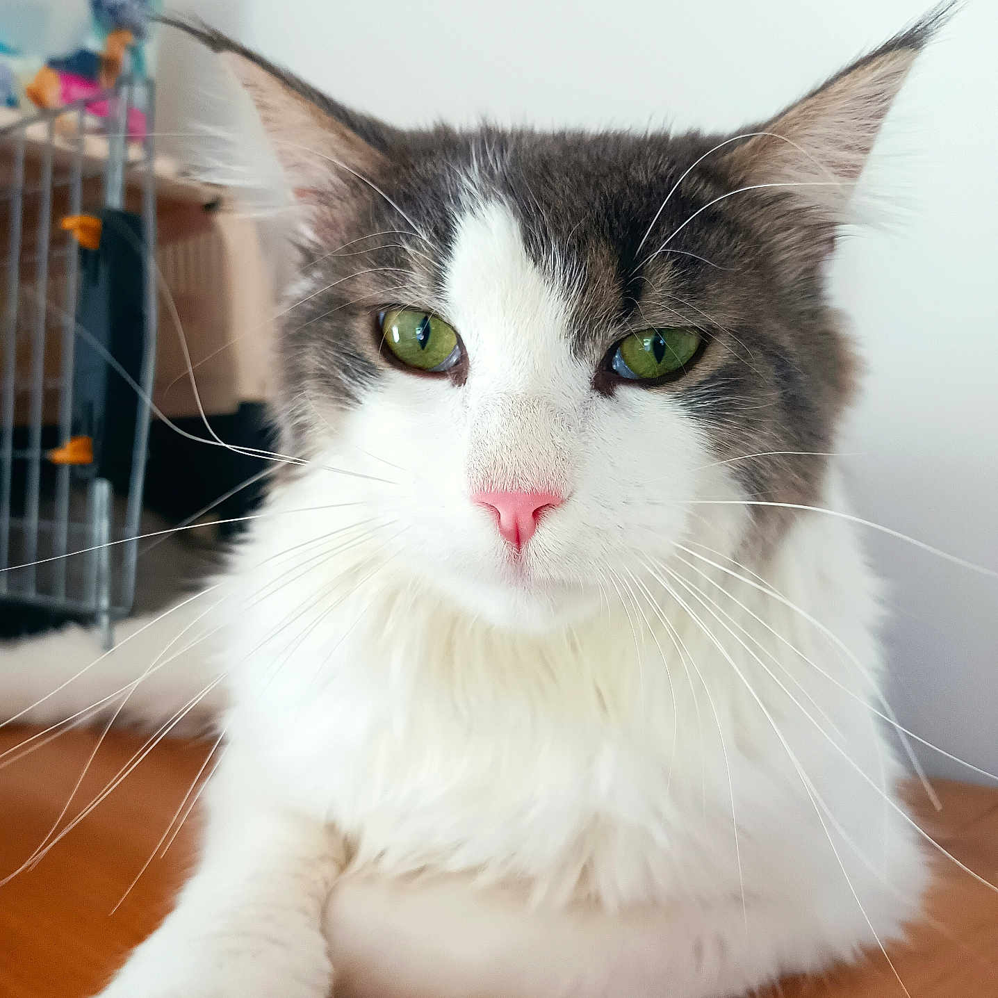 Uber a rejoint le concours — aidez-le/la à gagner de superbes lots ! abyssinian, angora, animal, architecture, building, cat, computer, electronics, furniture, hardwood, indoors, interiordesign, kitten, laptop, manx, pc, pet, plywood, siamese, wood