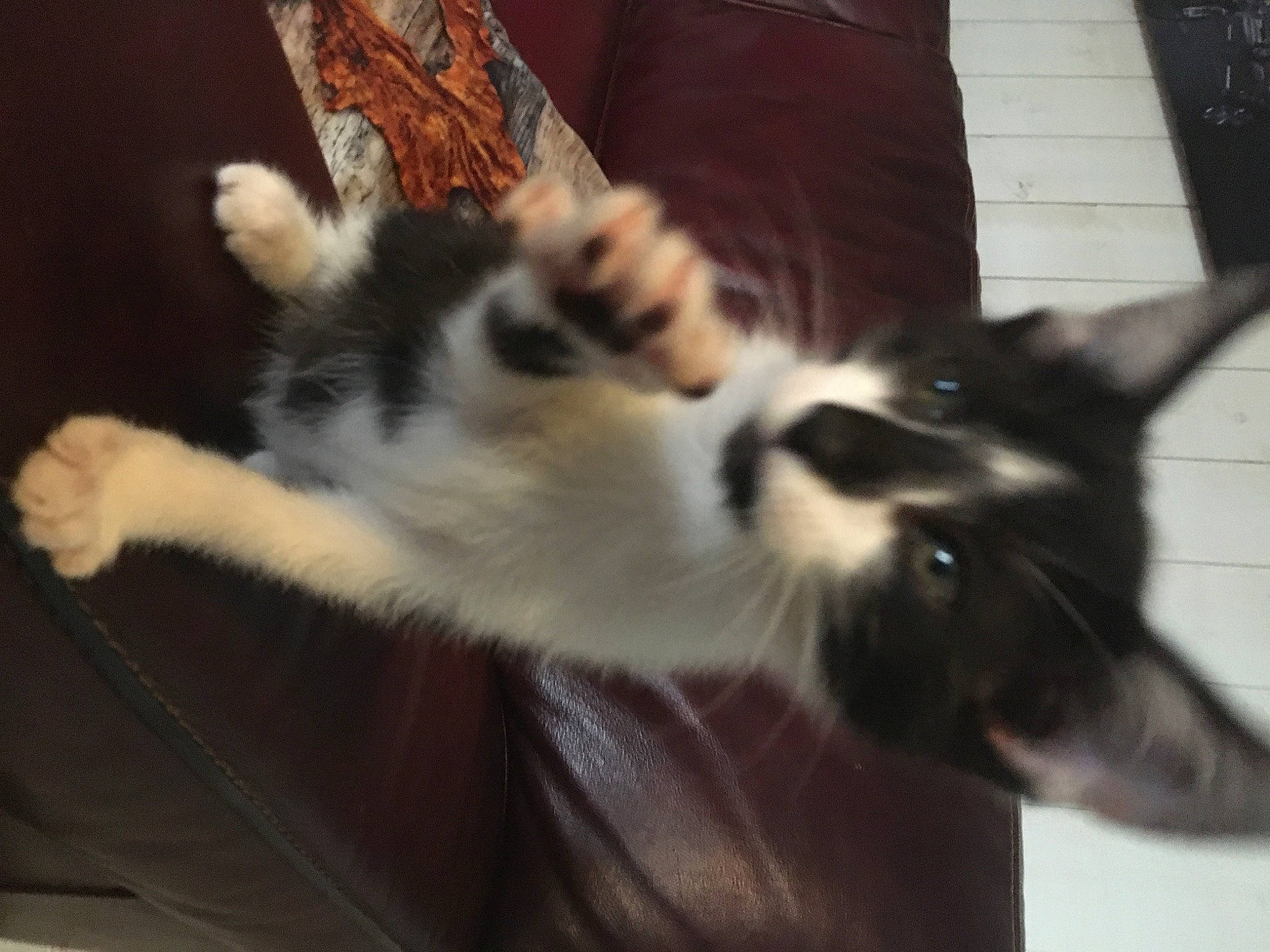 Shiro participe au concours pour gagner de l'argent avec cette photo : carnivore, cat, claw, comfort, domestic_short_haired_cat, felidae, flooring, fur, hardwood, paw, small_to_medium_sized_cats, snout, tail, whiskers, wood