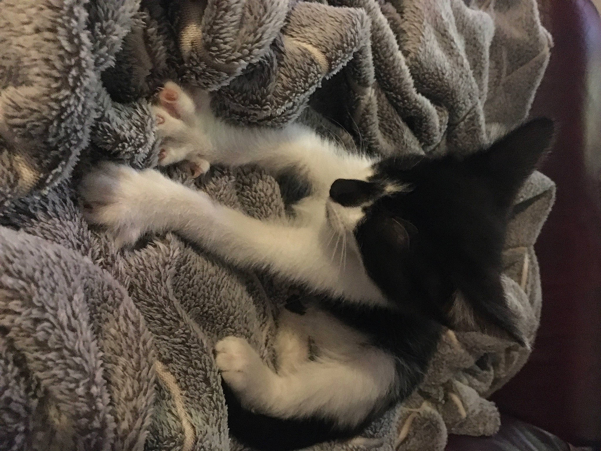 Shiro a rejoint le concours — aidez-le/la à gagner de superbes lots ! carnivore, cat, comfort, domestic_short_haired_cat, fawn, felidae, fur, grey, linens, monochrome, pattern, paw, small_to_medium_sized_cats, snout, tail, textile, whiskers, wood, wool, woolen