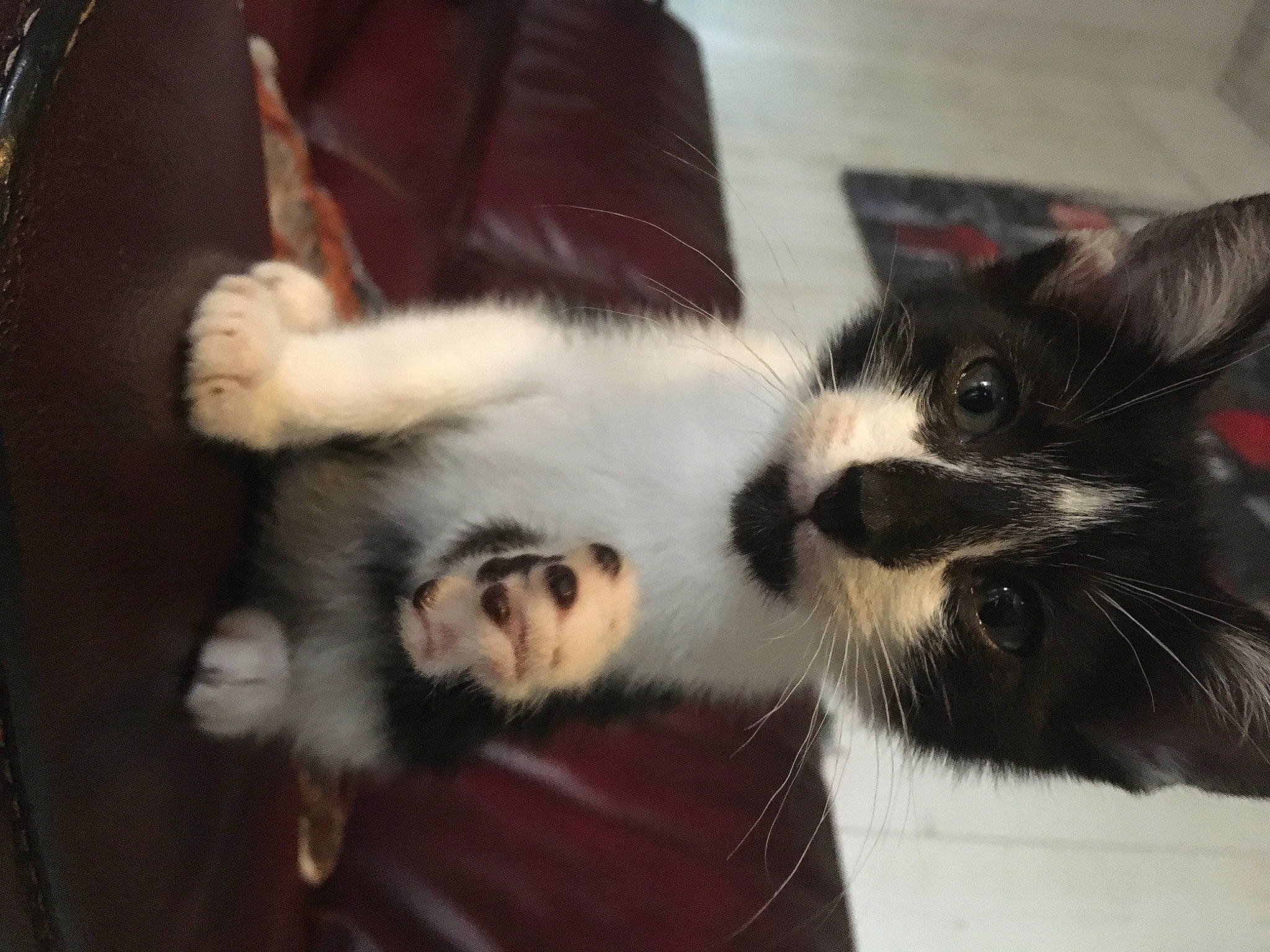 Shiro participe au concours pour gagner de l'argent avec cette photo : carnivore, cat, claw, comfort, couch, domestic_short_haired_cat, ear, felidae, foot, fur, paw, small_to_medium_sized_cats, snout, tail, terrestrial_animal, whiskers