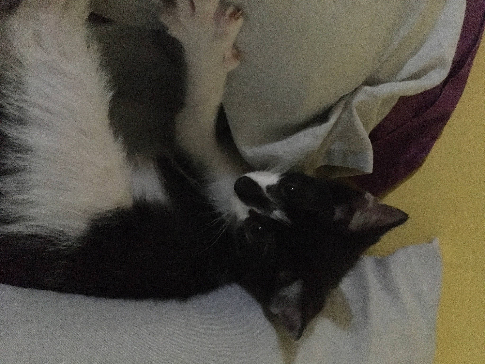 Shiro participe au concours pour gagner de l'argent avec cette photo : black_cat, canidae, carnivore, cat, claw, comfort, companion_dog, dog_breed, domestic_short_haired_cat, felidae, fur, linens, nap, paw, small_to_medium_sized_cats, snout, sporting_group, tail, terrestrial_animal, whiskers