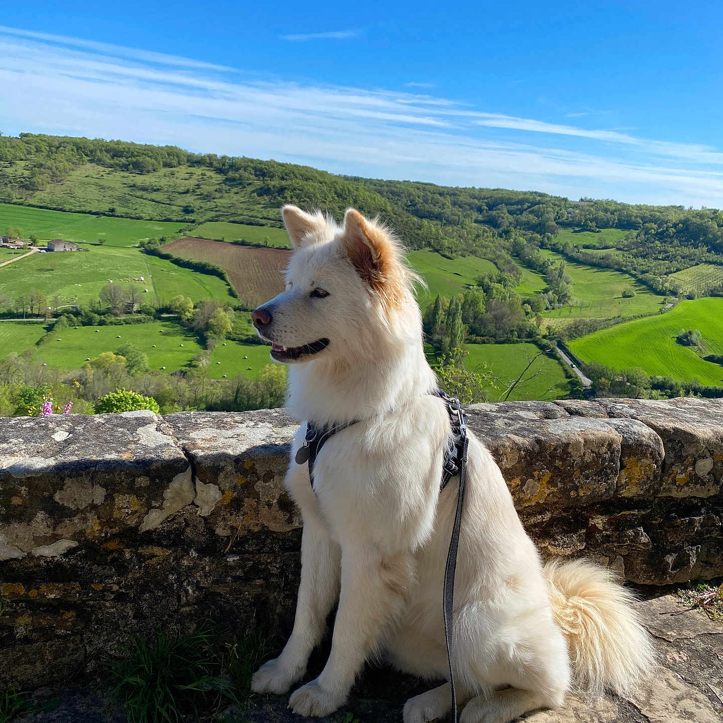 Luna participe au concours pour gagner de l'argent avec cette photo : accessories, animal, canine, dog, eskimodog, grass, husky, landscape, nature, outdoors, path, pet, plant, puppy, rock, scenery, sky, strap, walkway, whitedog