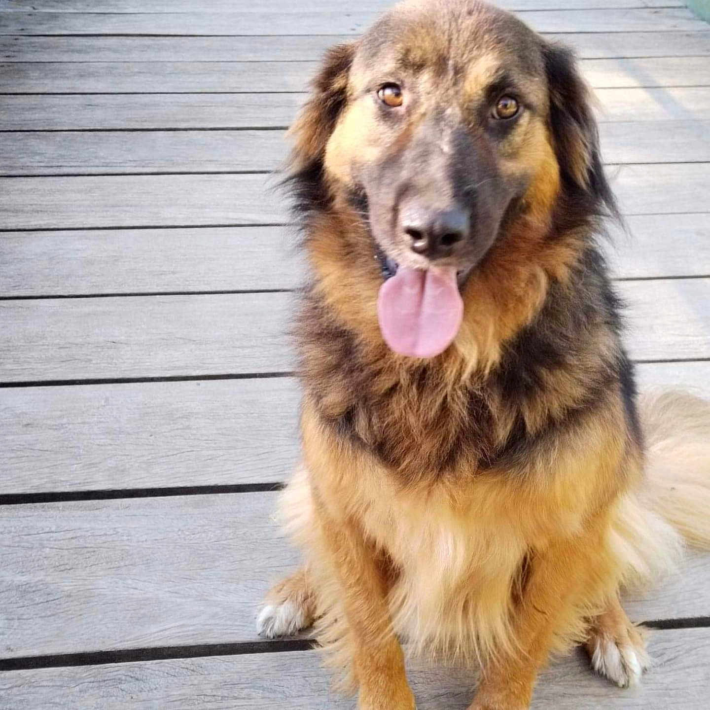 Maka participe au concours pour gagner de l'argent avec cette photo : animal, architecture, boardwalk, bridge, building, canine, deck, dog, germanshepherd, goldenretriever, hound, house, housing, husky, pet, porch, puppy, water, waterfront, wood